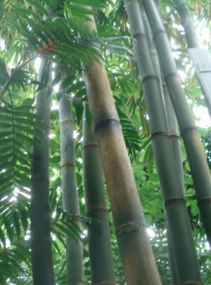 Bambus - ein tolles Material, um Flöten zu schnitzen