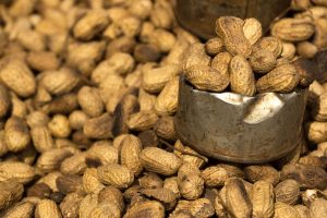 Erdnüsse sind das wichtigste landwirtschaftliche Produkt in Gambia und der Exportschlager des Landes