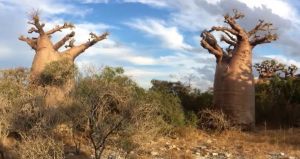 Baobabbäume ohne Ende und in den bizarresten Formen